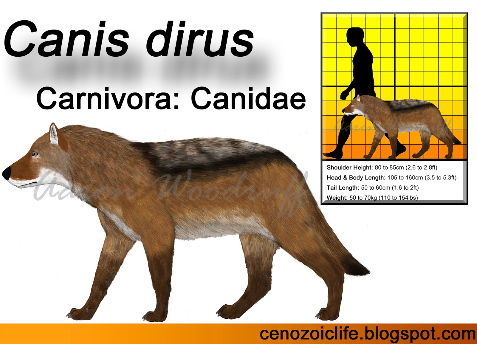 Canis Dirus guildayi